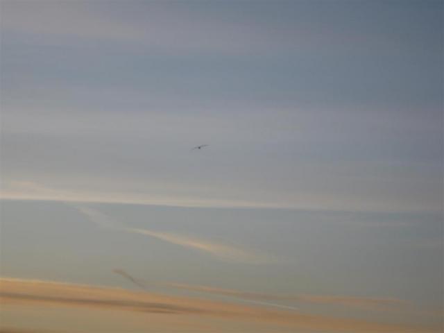 Vogel - Rückfahrt